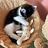 Papouf participe au concours pour gagner de l'argent avec cette photo : black_and_white, bunny_toy, cat, chair, cozy, cuddling, cute, ears, fur, home_decor, indoors, kitten, paws, pet, portrait, relaxed, sleeping, stuffed_animal, whiskers, woven_fabric