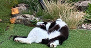 Papouf a rejoint le concours — aidez-le/la à gagner de superbes lots ! animal, black_and_white, calm, cat, fur, garden, grass, greenery, lawn, nature, outdoor, pet, plants, playful, relaxing, rocks, sleeping, sunlight, twisted_pose, wildlife