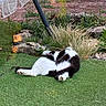 Papouf a rejoint le concours — aidez-le/la à gagner de superbes lots ! cat, grass, outdoor, relaxing, black_and_white, rocks, plants, nature, fur, animal, pet, lawn, sunlight, twisted_pose, sleeping, greenery, garden, calm, wildlife, playful