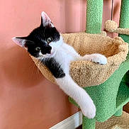 Papouf a rejoint le concours — aidez-le/la à gagner de superbes lots ! animal, black_and_white, cat, cat_tree, climbing_structure, cute, ears, feline, green, head_tilt, indoor, kitten, paw, pet, pink, playful, portrait, scratching_post, tuxedo_cat, whiskers