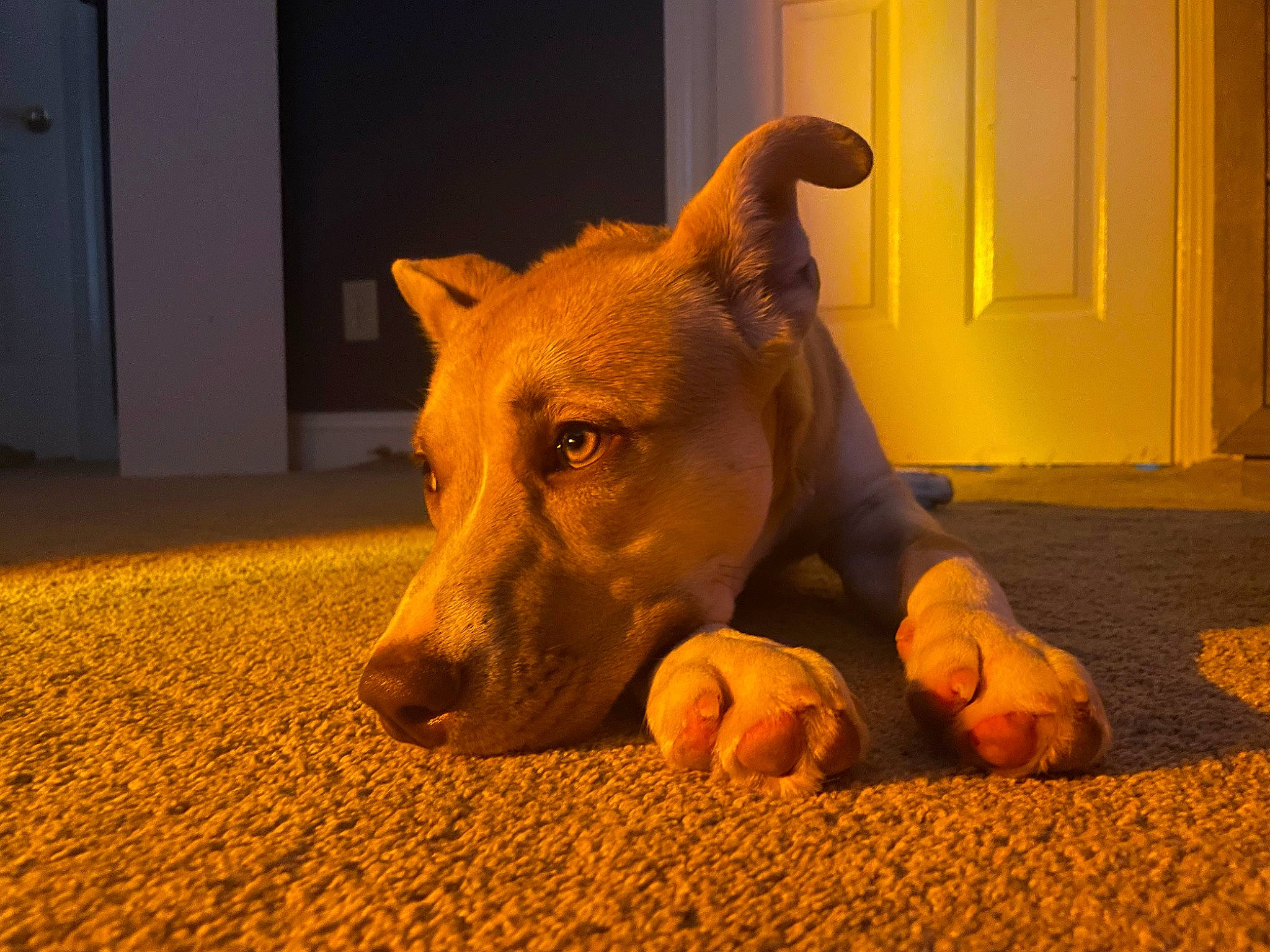 Nalah joined the competition — help win amazing prizes! canidae, carnivore, companion_dog, dog, dog_breed, door, fawn, flooring, fur, grass, guard_dog, orange, snout, sporting_group, tail, terrestrial_animal, whiskers, wood, working_animal, yellow