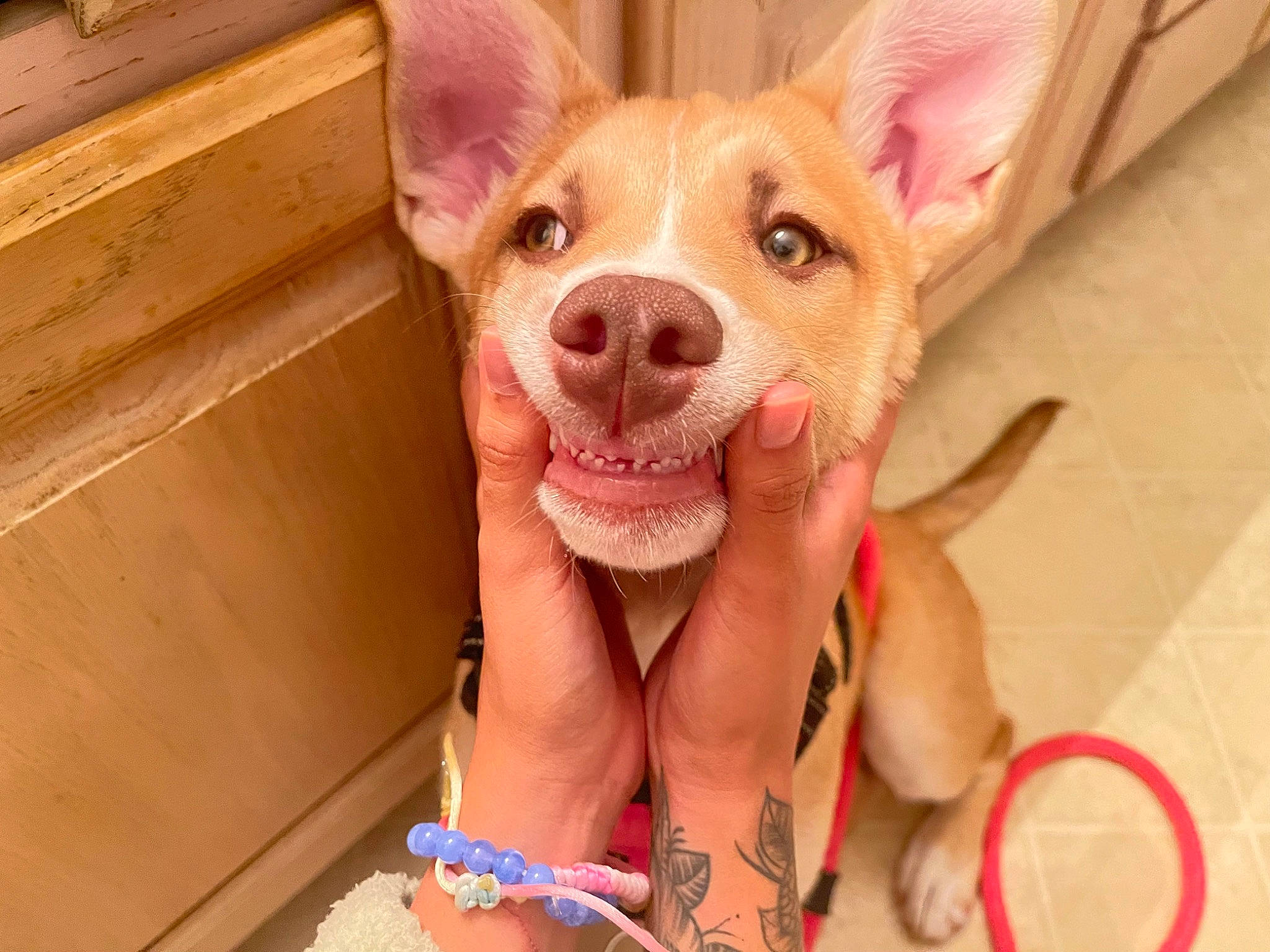 Nalah joined the competition — help win amazing prizes! canidae, carnivore, companion_dog, dog, dog_breed, dog_supply, ear, eyelash, fawn, fur, happy, jaw, paw, pink, smile, snout, sporting_group, terrestrial_animal, whiskers, working_animal