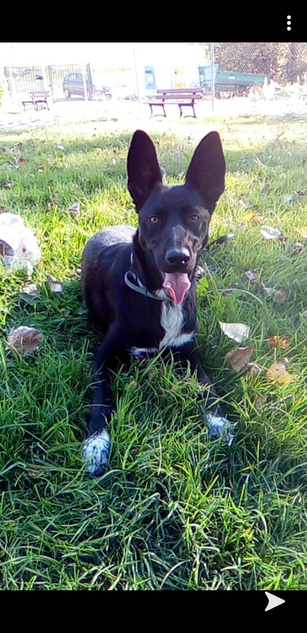 Malibu participe au concours pour gagner de l'argent avec cette photo : australian_kelpie, canidae, carnivore, dog, dog_breed, formosan_mountain_dog, grass, hunting_dog, mammal, mcnab, rare_breed_dog, sporting_group