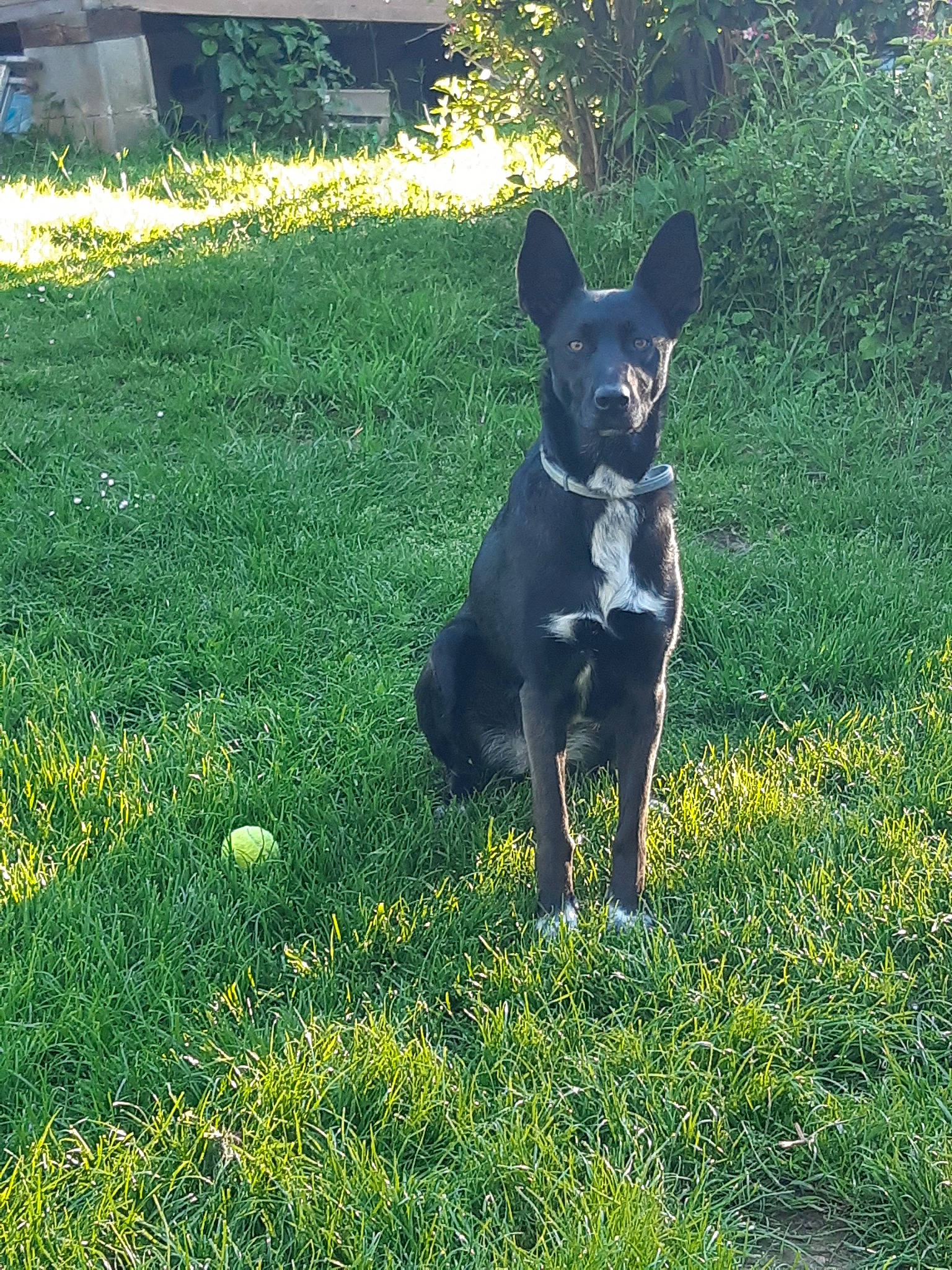 Malibu participe au concours pour gagner de l'argent avec cette photo : australian_kelpie, canidae, carnivore, dog, dog_breed, english_toy_terrier, feist, grass, lancashire_heeler, lawn, mammal, miniature_pinscher, plant, rare_breed_dog, teddy_roosevelt_terrier, vertebrate