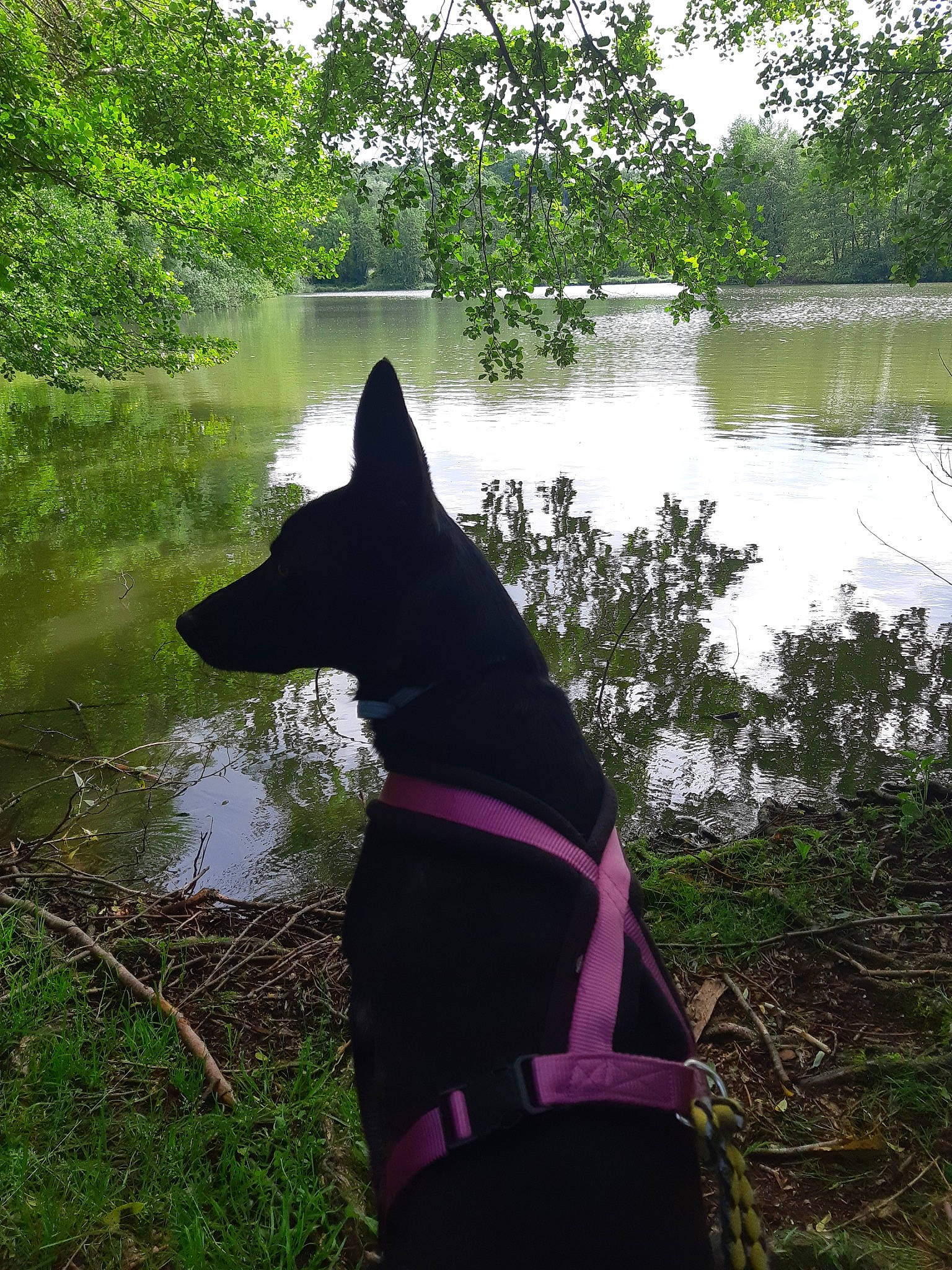 Malibu participe au concours pour gagner de l'argent avec cette photo : black_norwegian_elkhound, canidae, carnivore, dog, dog_breed, dog_collar, dog_walking, formosan_mountain_dog, guard_dog, hunting_dog, leash, non_sporting_group, plant, schipperke, tree, working_dog