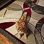 cat, orange_tabby, indoor, rug, patterned_rug, wood_floor, pet, animal, feline, curious, standing, looking_up, mouth_open, home, domestic_cat, whiskers, ears, tail, floor, living_room