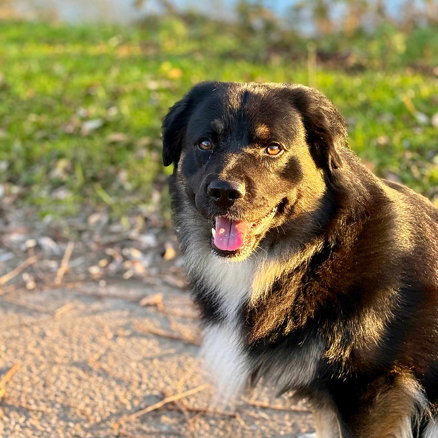 Thaeus a rejoint le concours — aidez-le/la à gagner de superbes lots ! animal, background_blur, black_and_brown, canine, cute, daylight, dog, friendly, fur, grass, happy, mammal, nature, outdoor, pet, portrait, sitting, smiling, sunlight, tongue_out