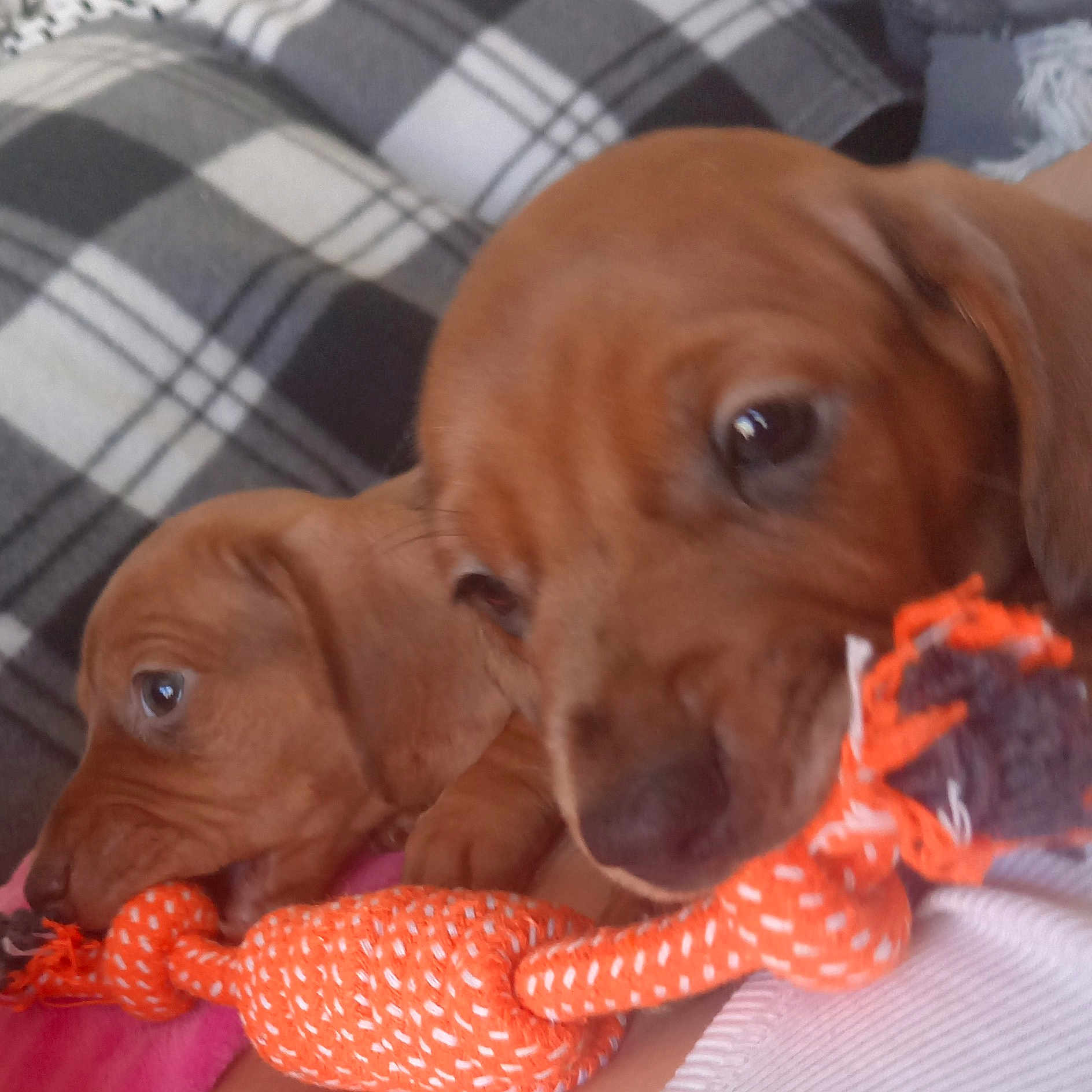 Frankie And Nancy is registered to the contest to win money with this photo: animal, beagle, bed, blanket, boxer, bulldog, canine, cockerspaniel, couch, cushion, dog, furniture, goldenretriever, homedecor, hound, labradorretriever, linen, pet, pointer, puppy