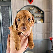 Frankie is registered to the contest to win money with this photo: puppy, dog, pet, brown_fur, cute, close_up, big_eyes, indoor, hand, silver_ring, holding, shelf, wall_paneling, ornament, chair, shallow_depth_of_field, portrait, paw, nose, living_room