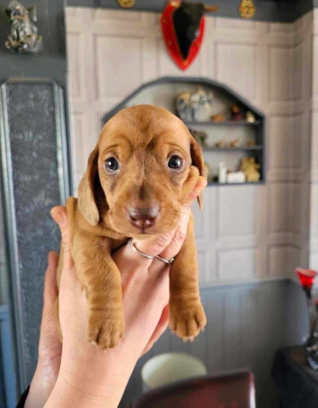 Frankie is registered to the contest to win money with this photo: puppy, dog, pet, brown_fur, cute, close_up, big_eyes, indoor, hand, silver_ring, holding, shelf, wall_paneling, ornament, chair, shallow_depth_of_field, portrait, paw, nose, living_room