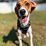 animal, background_blur, black_harness, brown, canine, closeup, dog, ears, fence, grass, happy, nature, outdoor, pet, playing, smiling, sunlight, tongue, tongue_out, white