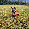 dog, canine, animal, pet, grass, field, outdoor, nature, mountains, trees, sky, clouds, stick, collar, tongue, lying_down, summer, daytime, happy, landscape