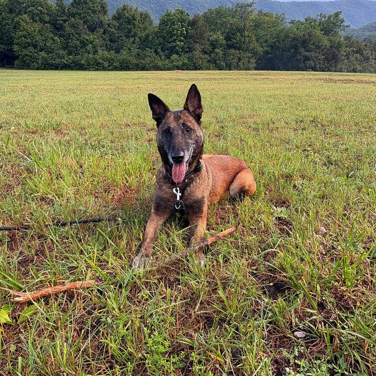 Nikki participe au concours pour gagner de l'argent avec cette photo : dog, canine, animal, pet, grass, field, outdoor, nature, mountains, trees, sky, clouds, stick, collar, tongue, lying_down, summer, daytime, happy, landscape