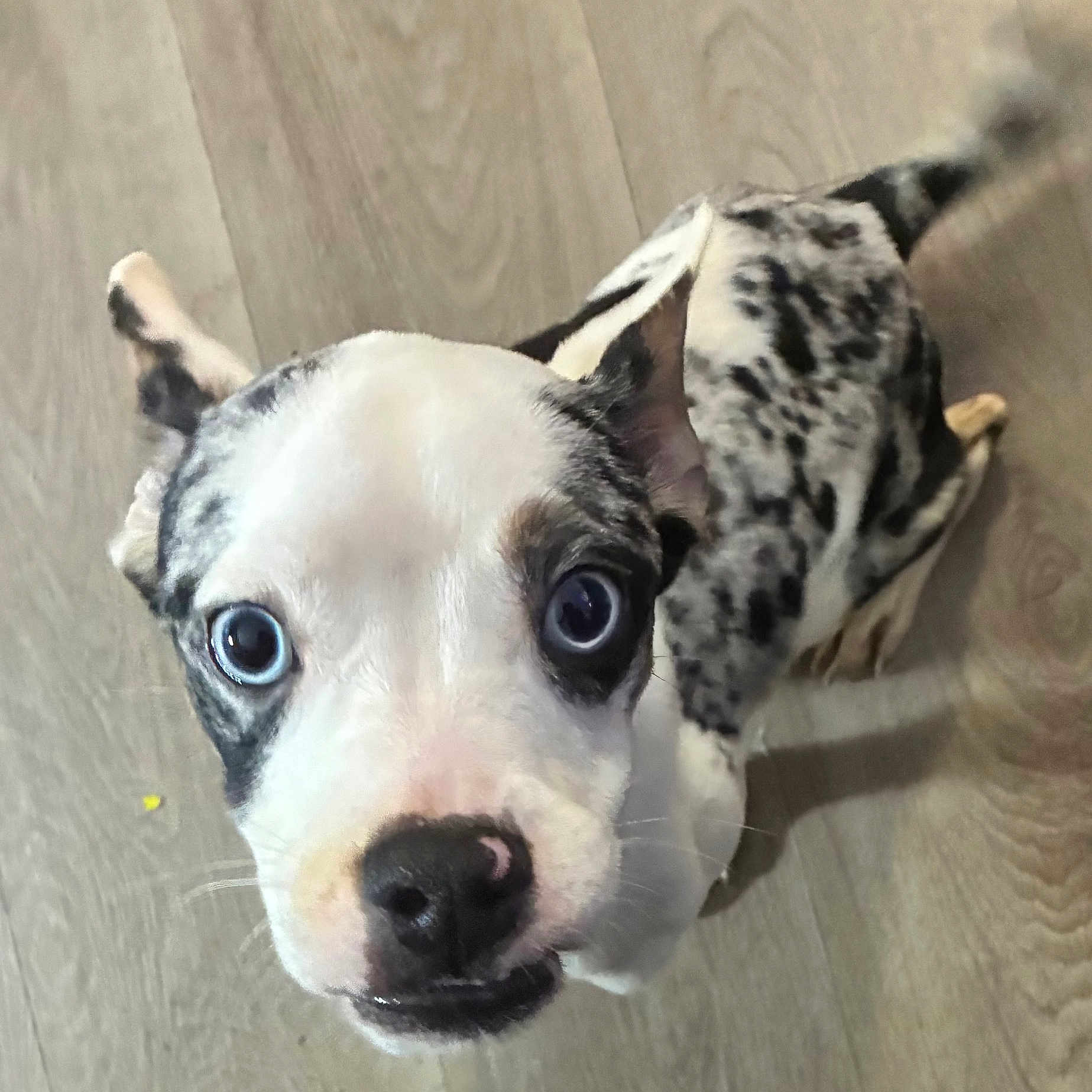 Oreo is registered to the contest to win money with this photo: puppy, dog, blue_eyes, spotted_coat, pet, canine, floor, indoor, curious, close_up, young_dog, animal, looking_up, ears, nose, whiskers, furry, cute, domestic_animal, portrait