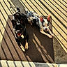 Oreo joined the competition — help win amazing prizes! dog, pets, sunlight, shadow, doormat, black_dog, spotted_dog, blue_eyes, outdoor, concrete, happy, lying_down, ears_up, looking_up, summer, pattern, striped_shadows, companions, playful, domestic_animal