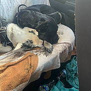 Oreo joined the competition — help win amazing prizes! dog, puppy, sleeping, cuddle, blanket, car_interior, seat, water_bottle, towel, black_dog, white_dog, fur, pet, resting, animal, domestic_animal, companion, leash, soft_texture, indoor