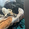 dog, puppy, sleeping, cuddle, blanket, car_interior, seat, water_bottle, towel, black_dog, white_dog, fur, pet, resting, animal, domestic_animal, companion, leash, soft_texture, indoor
