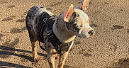 Oreo joined the competition — help win amazing prizes! dog, animal, outdoor, sunlight, shadow, dirt, harness, pet, ears, alert, standing, canine, spotted, nature, daylight, fur, four_legs, quiet, watchful, ground