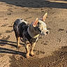 dog, animal, outdoor, sunlight, shadow, dirt, harness, pet, ears, alert, standing, canine, spotted, nature, daylight, fur, four_legs, quiet, watchful, ground