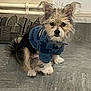 Prince joined the competition — help win amazing prizes! dog, small_dog, puppy, fur, blue_sweater, pet, indoor, floor, pillow, cityscape_design, ears, curious, cute, animal, sitting, looking, furry, companionship, domestic, cozy
