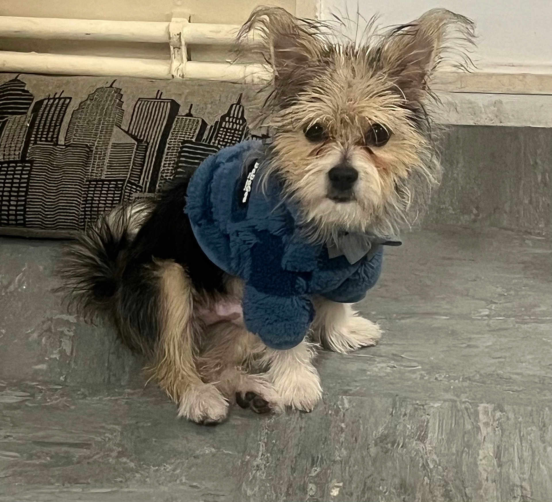 Prince