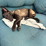 Ava a rejoint le concours — aidez-le/la à gagner de superbes lots ! dog, sleeping, couch, teal, sweater, cozy, resting, pet, fur, relaxation, indoor, comfort, animal, canine, nap, paw, snout, ears, domestic, quiet