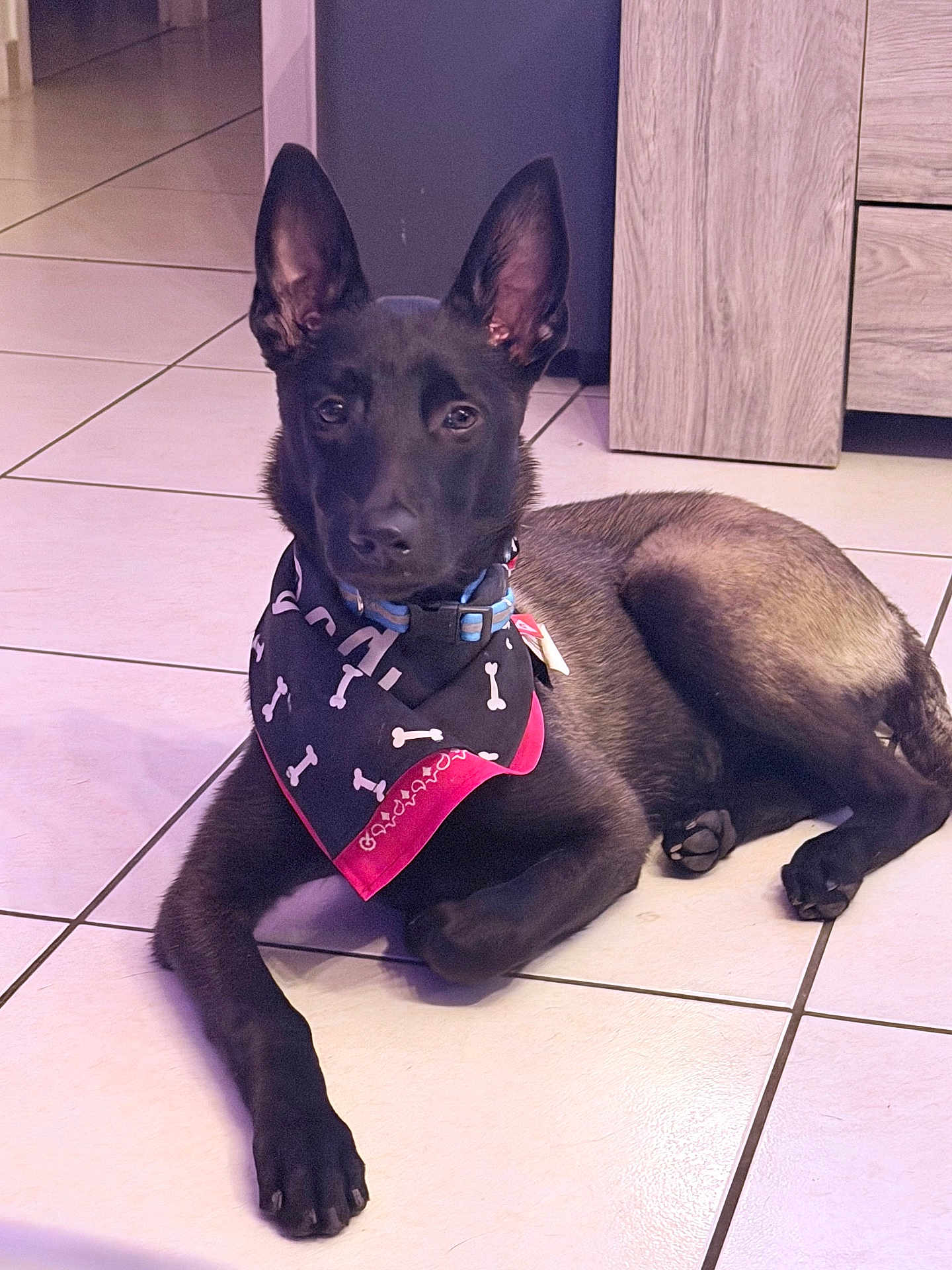 Ava participe au concours pour gagner de l'argent avec cette photo : dog, black_dog, bandana, tile_floor, indoor, pet, canine, animal, ears, collar, resting, looking_at_camera, furniture, wood, floor, domestic, cute, young_dog, calm, companion