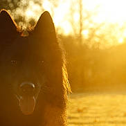Wally participe au concours pour gagner de l'argent avec cette photo : animal, backlit, black_dog, blurred_background, canine, daylight, dog, ears_up, fur, golden_light, grass, muzzle, nature, outdoor, park, pet, sunset, sunshine, tongue_out, warm_colors