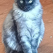 Louie is registered to the contest to win money with this photo: cat, feline, pet, fluffy, sitting, wooden_floor, indoor, animal, fur, ears, whiskers, paws, cute, looking, mammal, domestic, eyes, face, portrait, furry