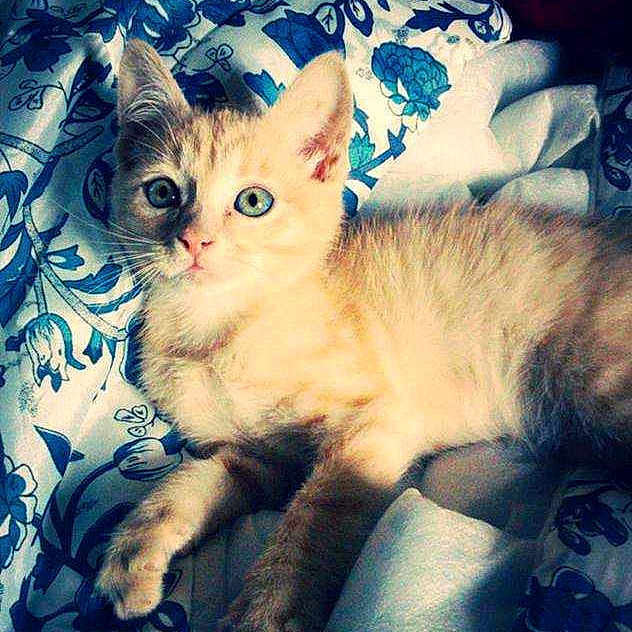 Bailey