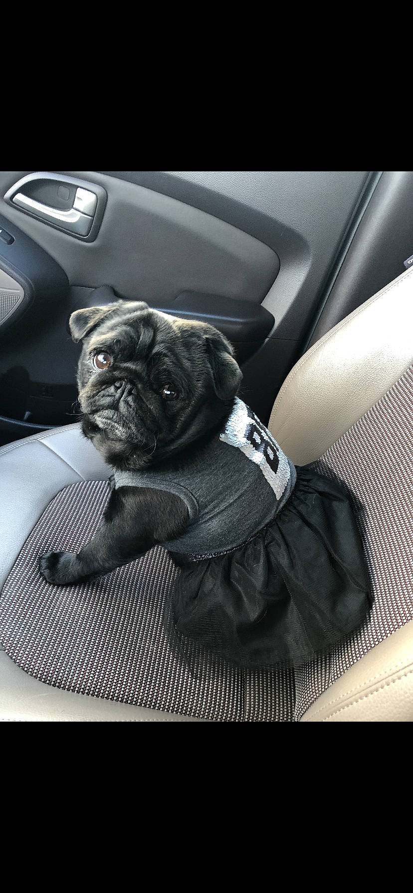 Bella joined the competition — help win amazing prizes! canidae, car, car_seat, carnivore, companion_dog, dog, dog_breed, fawn, french_bulldog, non_sporting_group, pug, snout, toy_dog, vehicle