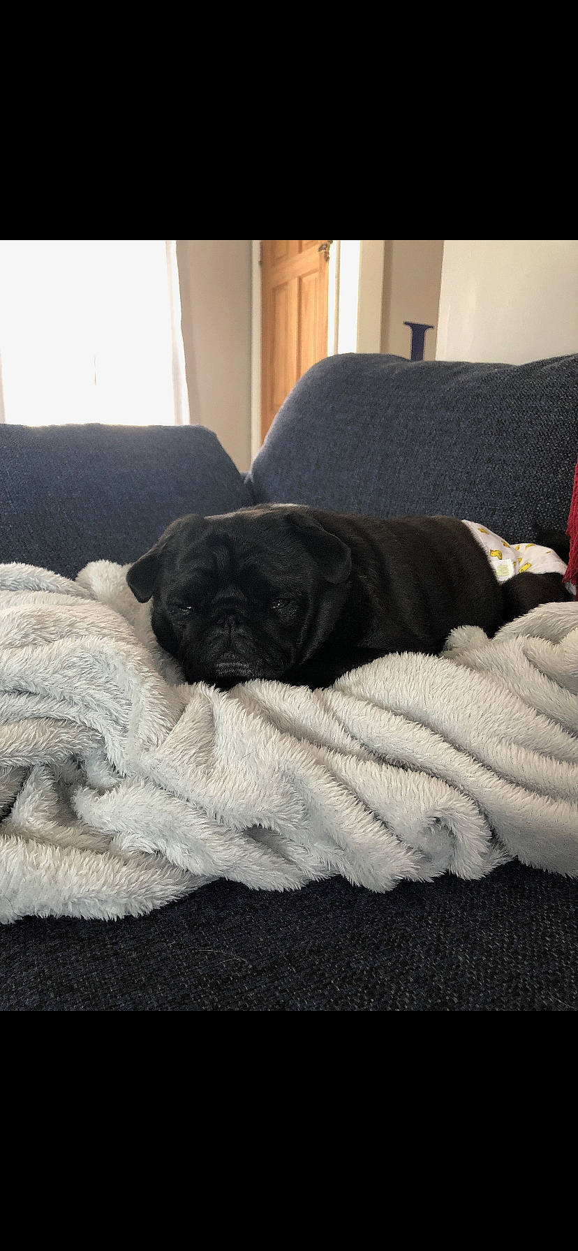 Bella is registered to the contest to win money with this photo: blanket, canidae, carnivore, comfort, companion_dog, couch, dog, dog_breed, fawn, french_bulldog, furniture, linens, nap, non_sporting_group, pug, puppy, room, sporting_group