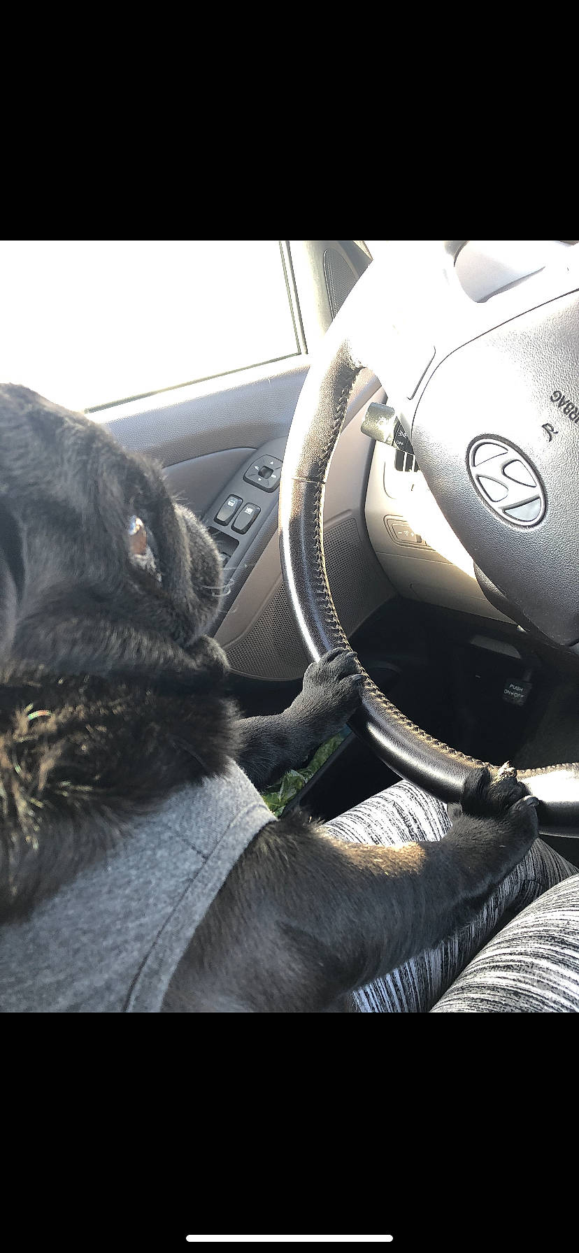 Bella is registered to the contest to win money with this photo: car, car_seat_cover, driving, family_car, kia_motors, steering_part, steering_wheel, subcompact_car, toyota, vehicle, vehicle_door