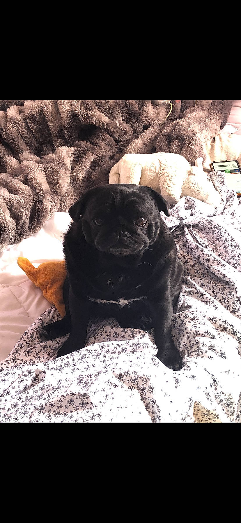 Bella is registered to the contest to win money with this photo: canidae, carnivore, companion_dog, dog, dog_breed, fawn, mammal, pug, puppy, snout, sporting_group, toy_dog, vertebrate
