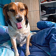 Jackson participe au concours pour gagner de l'argent avec cette photo : animal, bed, blanket, blue, brown, canine, clothing, cozy, dog, fur, furniture, indoor, pet, resting, shelf, sleepy, tongue, wardrobe, white, yawning