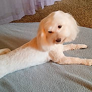 Sandy joined the competition — help win amazing prizes! dog, white_dog, pet, lying_down, curious, indoor, blanket, carpet, purple_rug, curtains, groomed, fur, tail, head_tilt, animal, cute, resting, domestic, companion, soft