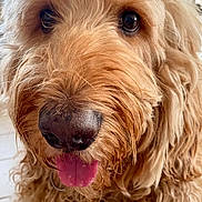 Cody joined the competition — help win amazing prizes! animal, big_nose, brown_fur, canine, close_up, curly_fur, cute, dog, domestic_animal, face, friendly, fur_texture, golden_doodle, happy, indoors, muzzle, pet, portrait, tongue_out, whiskers