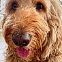 animal, big_nose, brown_fur, canine, close_up, curly_fur, cute, dog, domestic_animal, face, friendly, fur_texture, golden_doodle, happy, indoors, muzzle, pet, portrait, tongue_out, whiskers