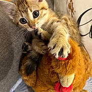 Nala participe au concours pour gagner de l'argent avec cette photo : animal, cat, chicken_toy, couch, cushion, cute, fur, indoors, kitten, orange, paws, pet, playing, plush_toy, portrait, sitting, tabby, whiskers, wide_eyes, wrestling