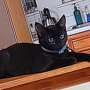 Luna joined the competition — help win amazing prizes! cat, black_cat, collar, bell, wooden_ledge, kitchen, sink, appliances, domestic_animal, pet, feline, curious, indoor, animal, resting, household, countertop, blue_collar, domestic, relaxed