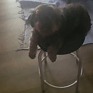 Oj Boykin joined the competition — help win amazing prizes! dog, indoor, stool, rug, furniture, blurred, dim, pet, animal, wooden_floor, basket, chair, relaxed, canine, home, shadow, cozy, domestic, quiet, resting