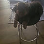 dog, indoor, stool, rug, furniture, blurred, dim, pet, animal, wooden_floor, basket, chair, relaxed, canine, home, shadow, cozy, domestic, quiet, resting