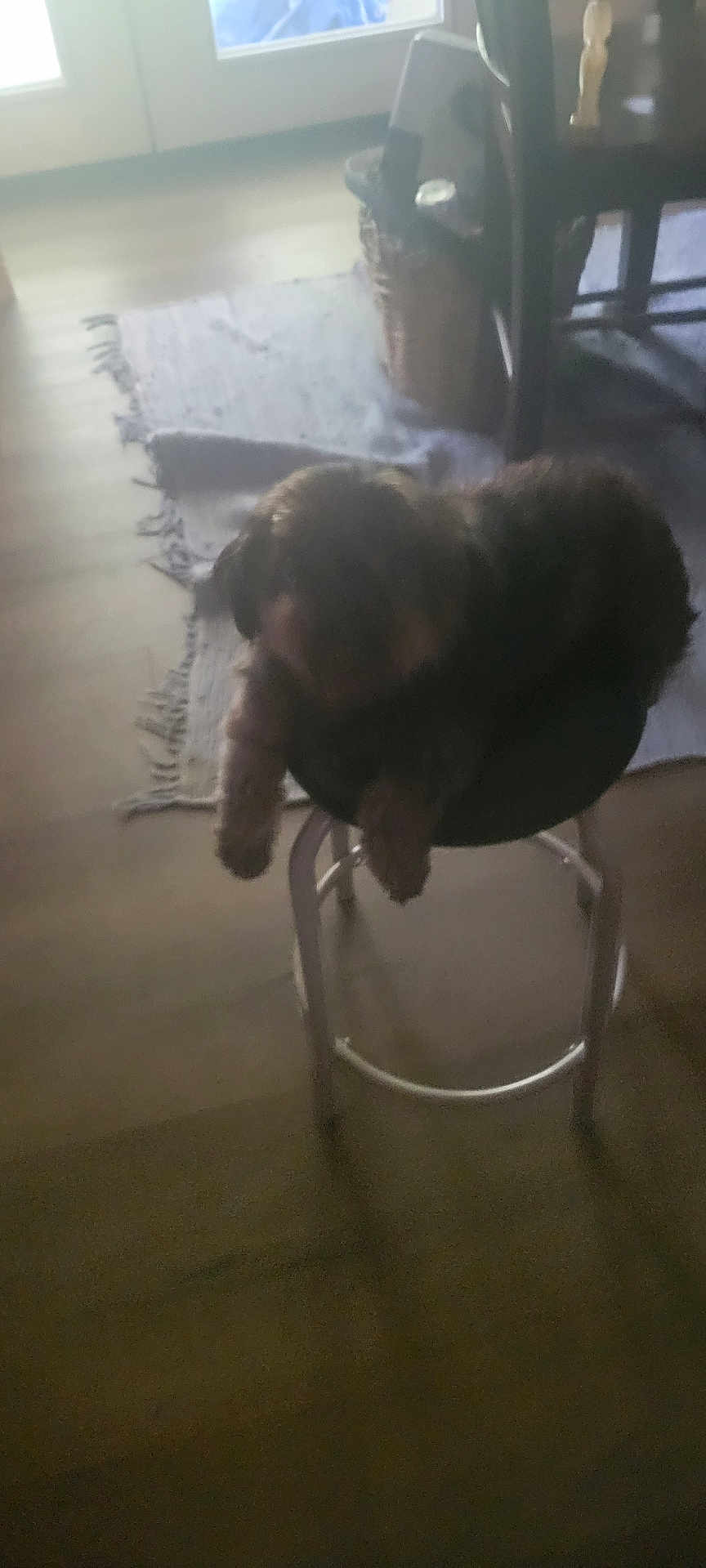 Oj Boykin joined the competition — help win amazing prizes! dog, indoor, stool, rug, furniture, blurred, dim, pet, animal, wooden_floor, basket, chair, relaxed, canine, home, shadow, cozy, domestic, quiet, resting