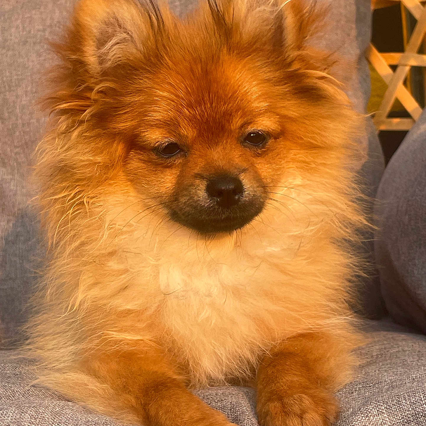 Avana participe au concours pour gagner de l'argent avec cette photo : animal, brown, canine, closeup, couch, cozy, cute, dog, domestic, face, fluffy, fur, furniture, indoor, paw, pet, pomeranian, portrait, relaxed, sitting