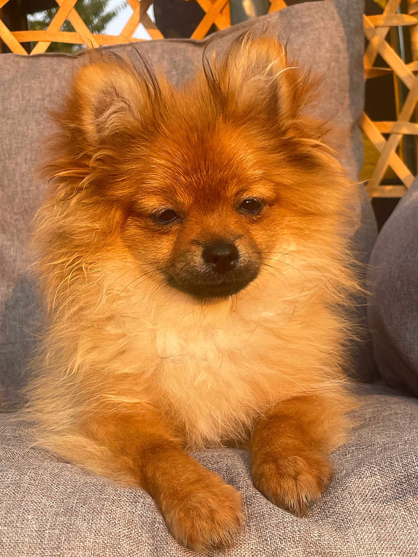 Avana participe au concours pour gagner de l'argent avec cette photo : dog, pomeranian, fluffy, pet, animal, couch, indoor, fur, brown, relaxed, canine, portrait, sitting, cute, furniture, closeup, domestic, face, paw, cozy