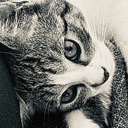 Athena participe au concours pour gagner de l'argent avec cette photo : cat, close_up, black_and_white, fur, whiskers, eyes, pet, animal, lying_down, texture, knitted_fabric, cozy, intimate, portrait, sleepy, resting, soft, domestic_animal, muzzle, relaxed