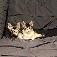 Tiger And Luna is registered to the contest to win money with this photo: cat, tabby_cat, pets, animal, feline, two_cats, resting, cozy, blanket, indoor, cute, fur, whiskers, ears, looking, relaxing, companion, domestic_animal, bed, soft
