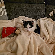 Moustache participe au concours pour gagner de l'argent avec cette photo : cat, black_and_white, blanket, couch, stuffed_toy, cozy, indoor, pet, feline, resting, soft_texture, fabric, fur, animal, comfort, relaxation, home, domestic, sleepy, cute