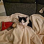 cat, black_and_white, blanket, couch, stuffed_toy, cozy, indoor, pet, feline, resting, soft_texture, fabric, fur, animal, comfort, relaxation, home, domestic, sleepy, cute