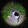 cat, black_and_white, night, flashlight, concrete, grass, plants, outdoor, animal, spotlight, darkness, leaves, nature, resting, wildlife, no_people, alone, ground, quiet, shadow
